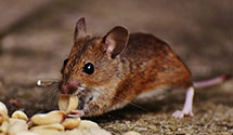 24 Hour & Emergency Exterminators in Edgeley, ND
